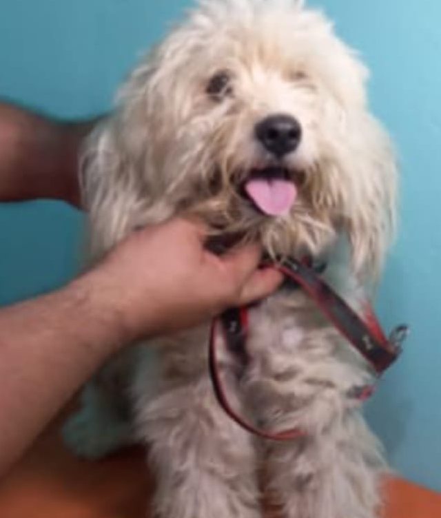 Baily antes, con el pelo largo