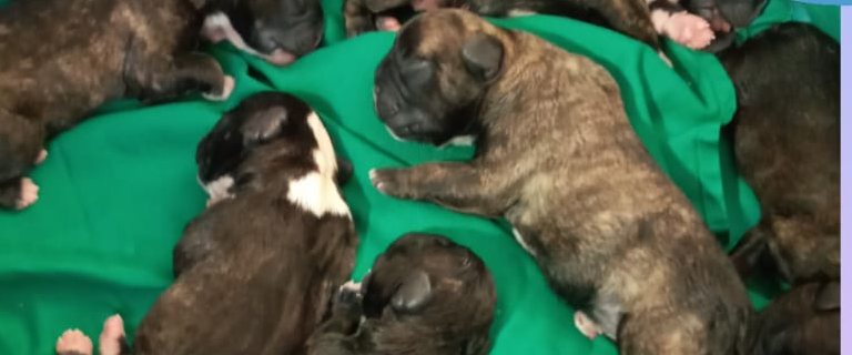 Camada de cachorros recién nacidos