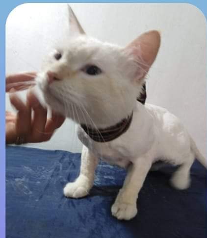 Gato blanco después del baño