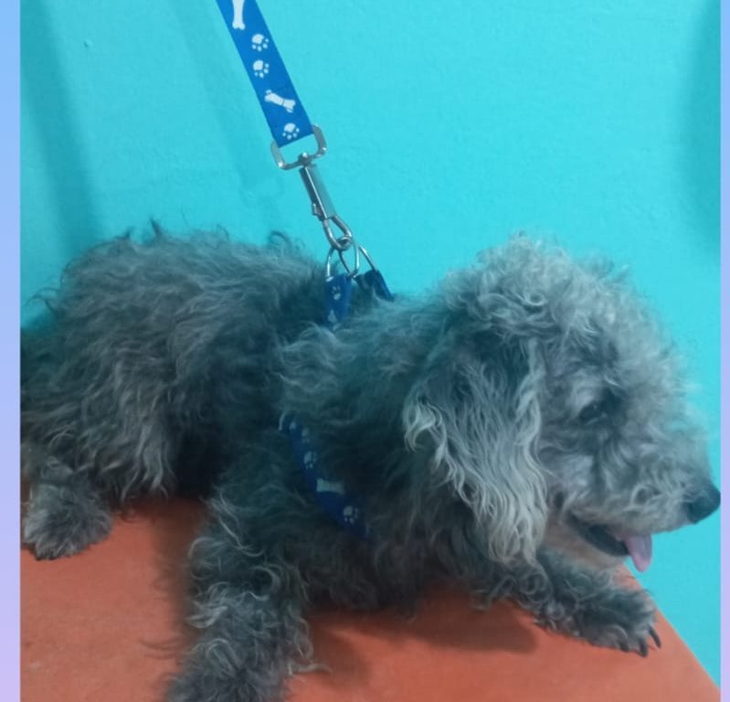 Kuky antes del baño, con el pelo enredado