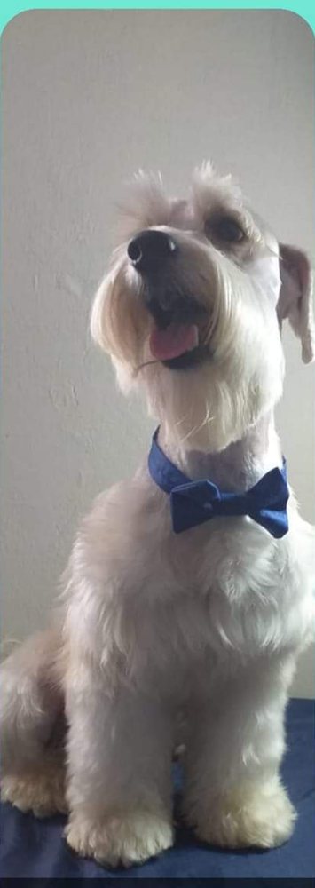 Schnauzer recién bañado con corbatín